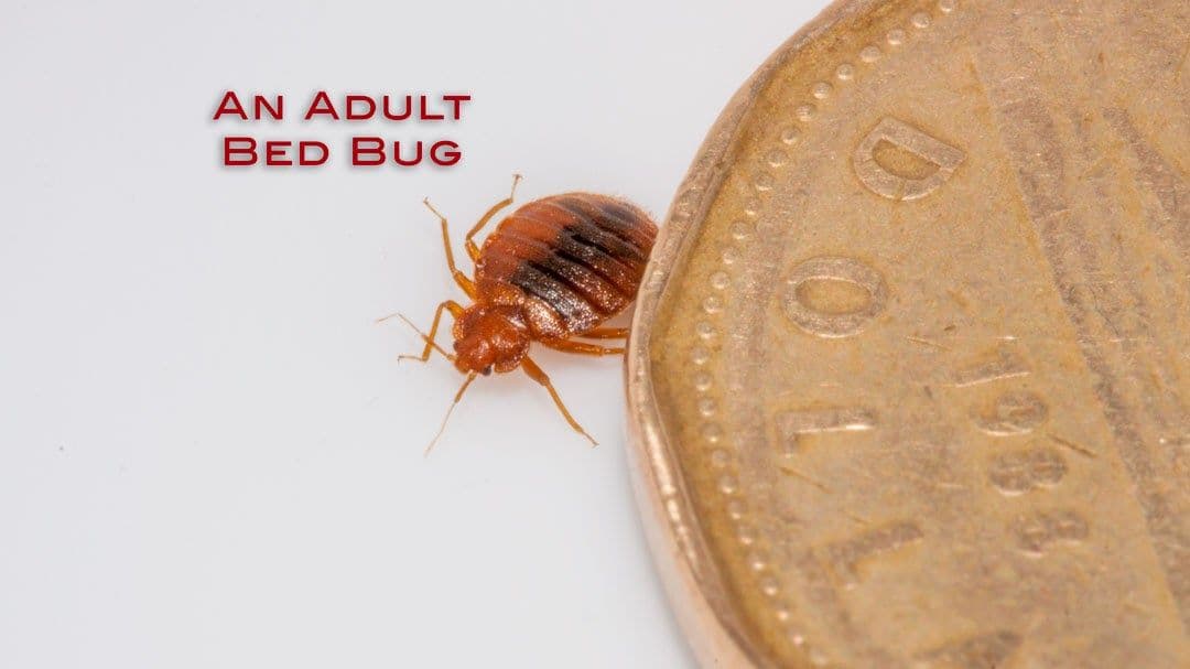Guest photo from a Google review at Mississauga Pest Control