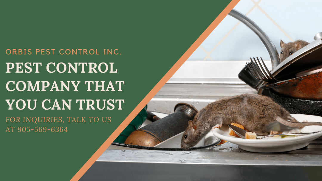 Customer photo from Google reviews at Pest Control Mississauga