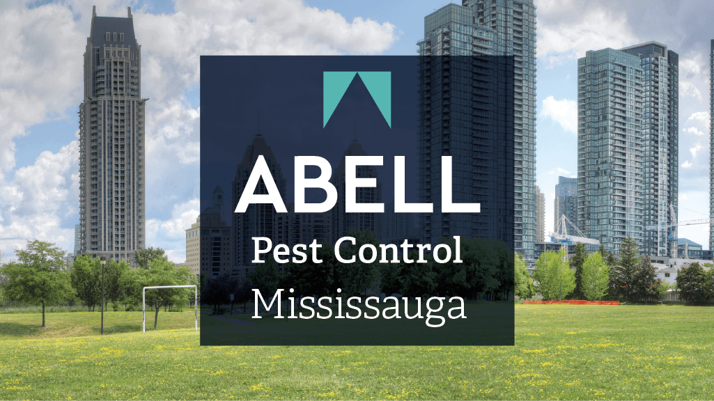 Guest photo from a Google review at Abell Pest Control