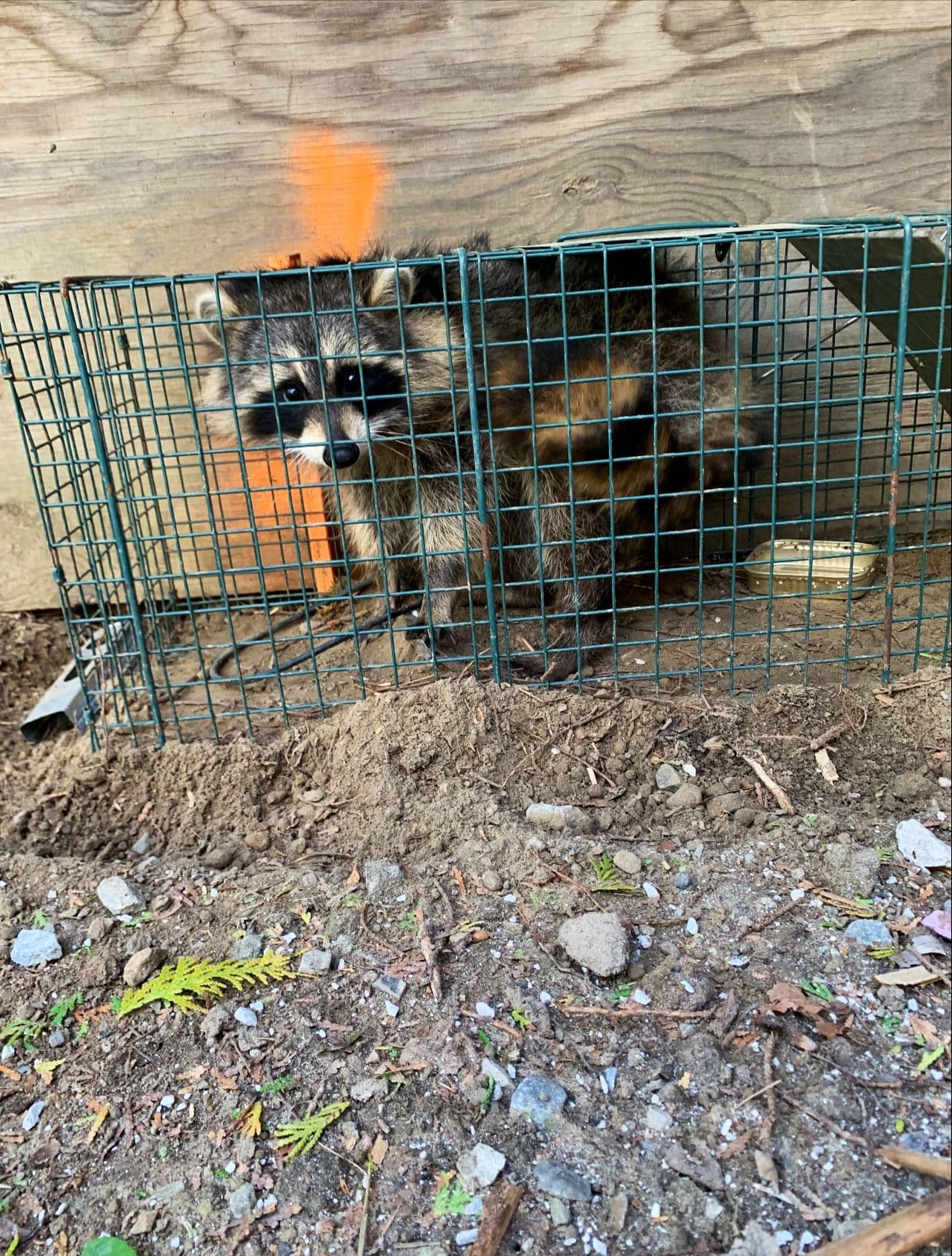 Another guest photo from a Google review at Speedy Pest Control