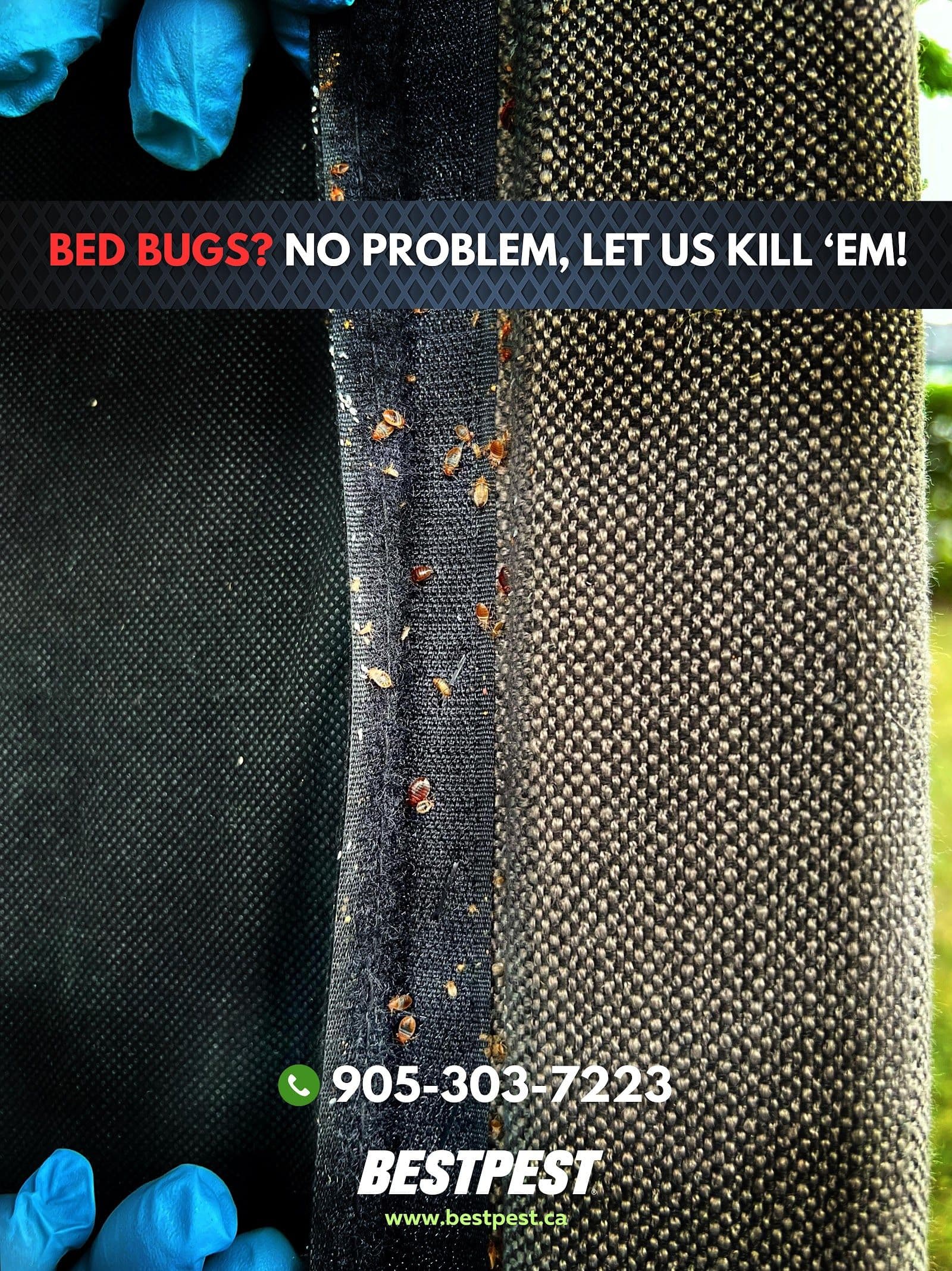 Another guest photo from a Google review at Bestpest Canada - Pest Control Mississauga